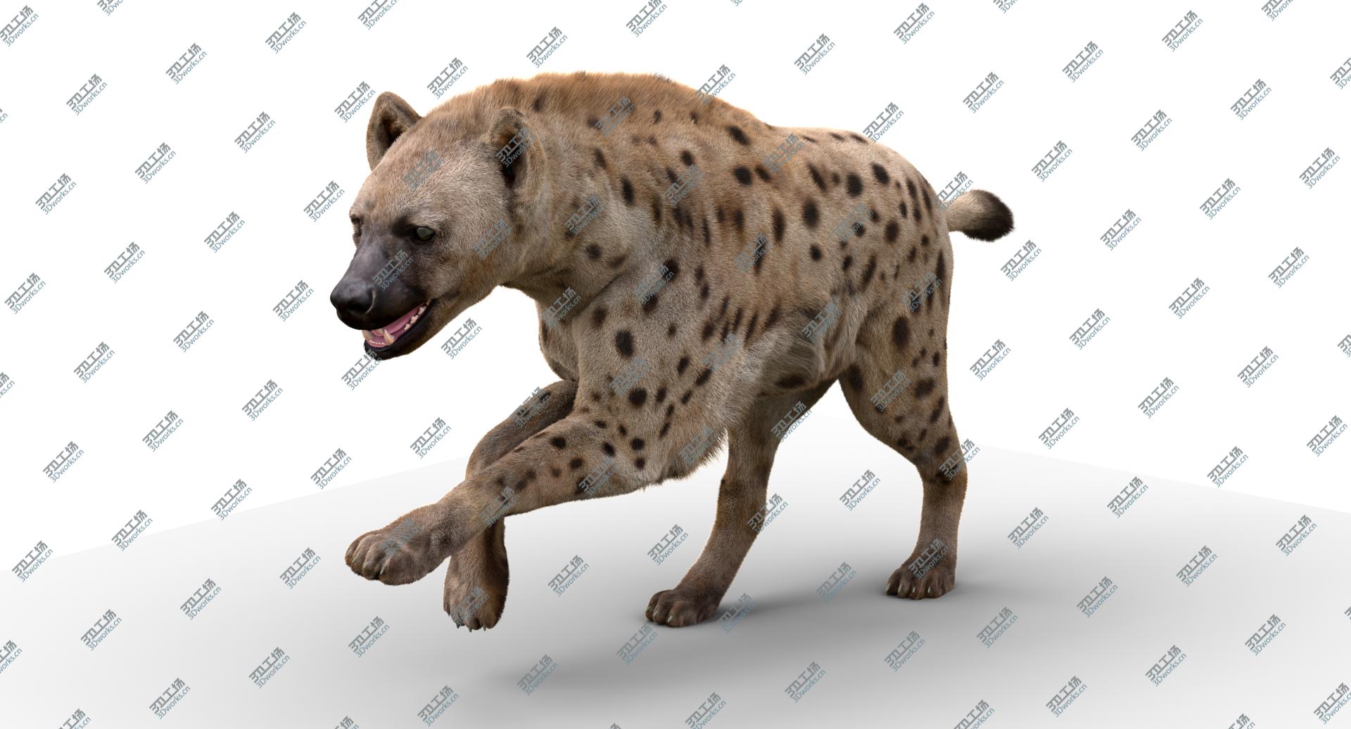 images/goods_img/2021040233/3D Hyena Animated Fur model/4.jpg